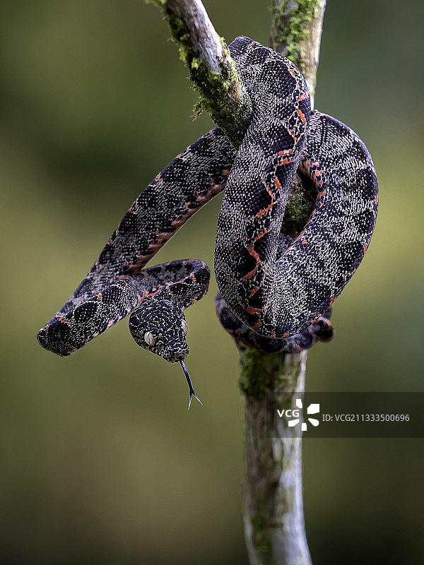 亚马逊树蚺幼蛇，秘鲁马德雷德迪奥斯图片素材