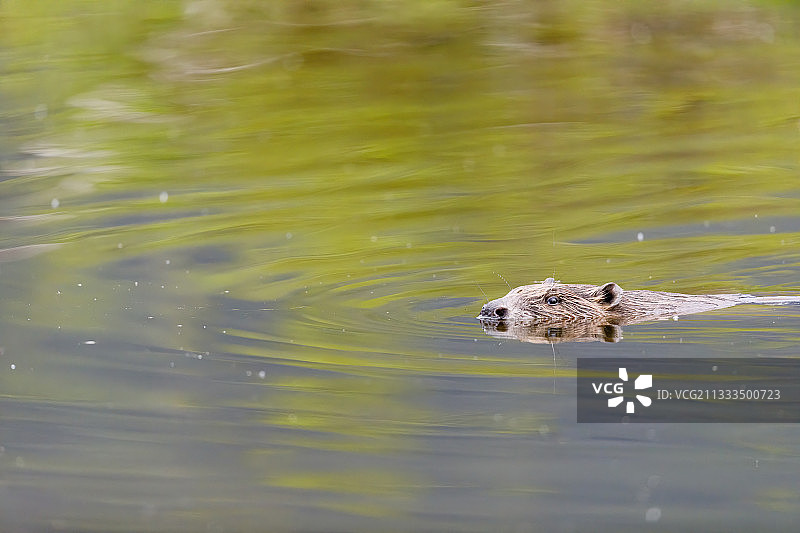 欧洲海狸在德国巴伐利亚湿地保护区游泳图片素材