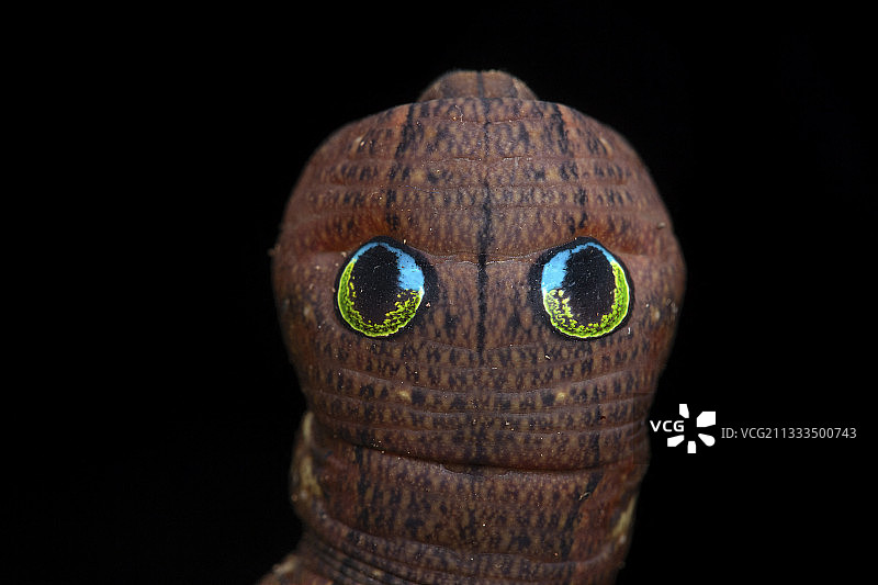 马来西亚婆罗洲基纳巴卢国家公园的绿天蛾毛虫图片素材