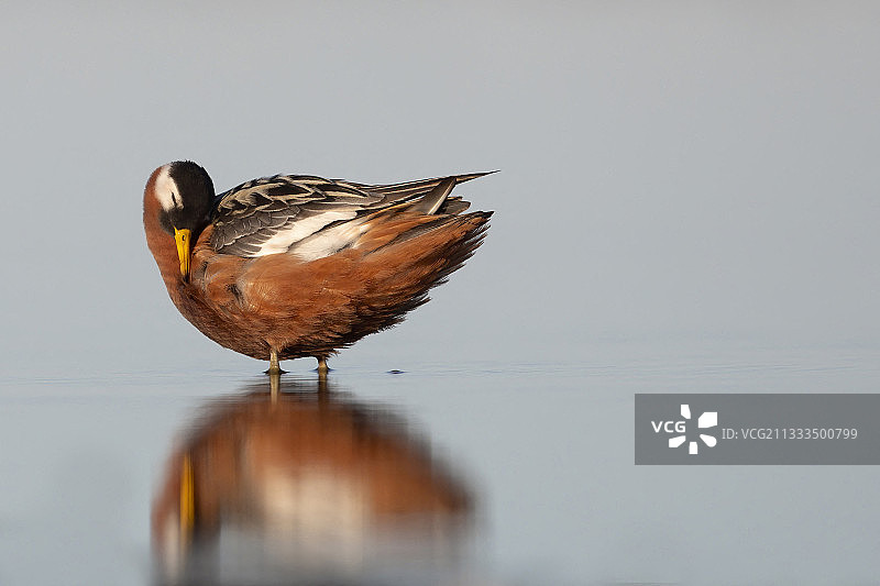 红颈瓣蹼鹬雌性，北极苔原，阿拉斯加图片素材