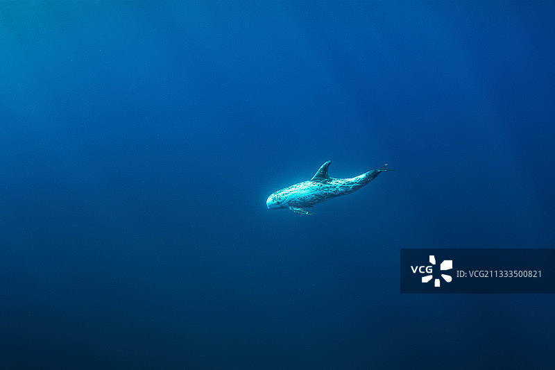 瑞氏海豚图片素材