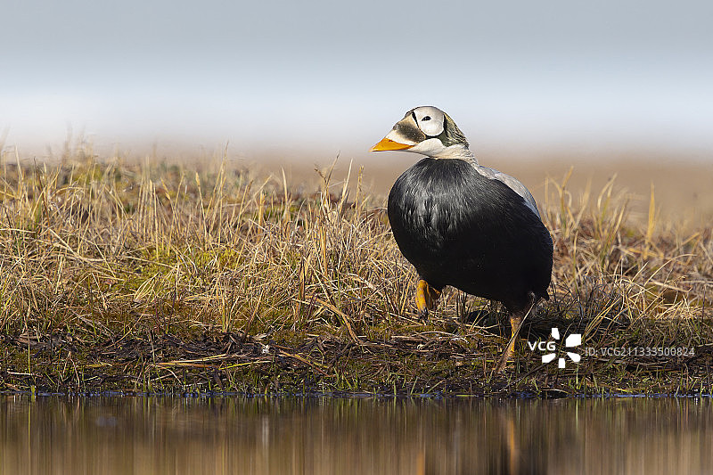 眼镜海鸭北极苔原阿拉斯加图片素材