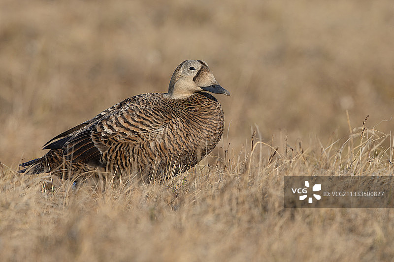 眼镜绒鸭雌鸟：北极苔原，阿拉斯加，2019年6月图片素材