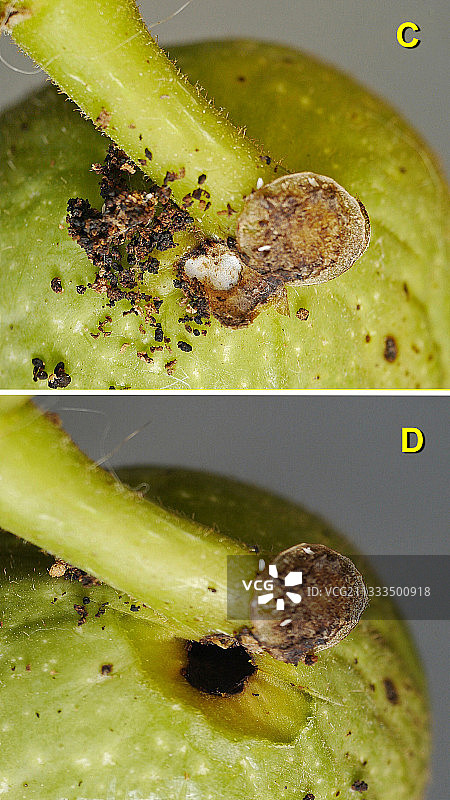 苹果蠹蛾幼虫的白色保护层图片素材