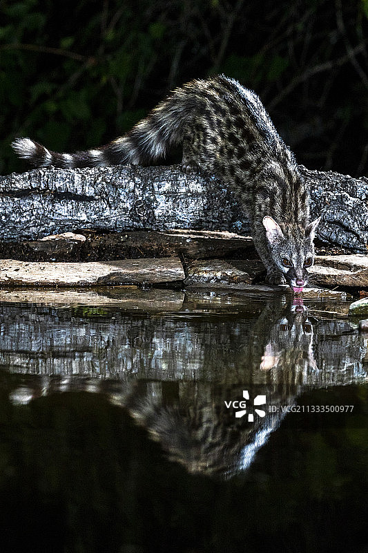 缟灵猫在水边饮水，西班牙埃斯特雷马杜拉图片素材