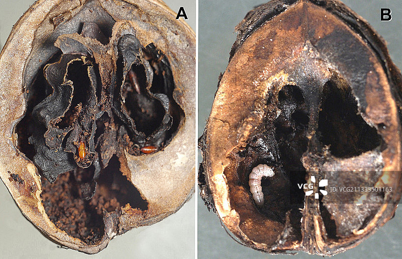 聚蝇属幼虫掏空谷粒，仅留蛹。粪球表明有毛虫存在。移除谷粒后，可见 partially masked 的麦蛾幼虫。西班牙Crespia，2019年9月10日图片素材