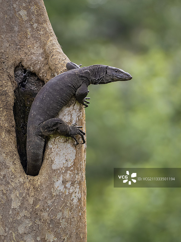 孟加拉巨蜥，在印度卡比尼森林的树洞里图片素材