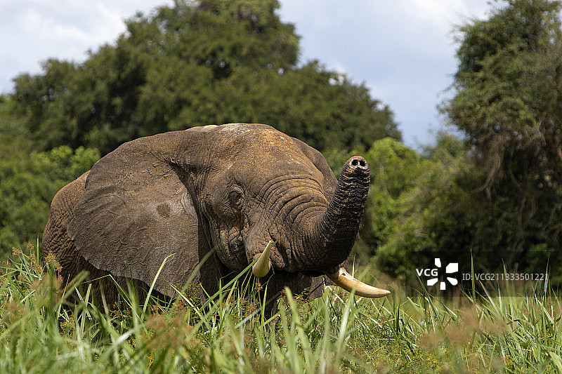 非洲象，默奇森瀑布国家公园，乌干达图片素材