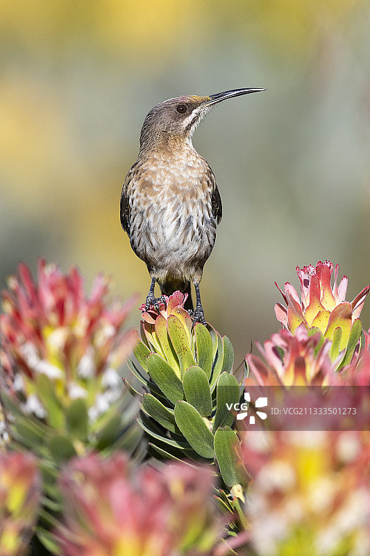 南非好望角吸蜜鸟图片素材
