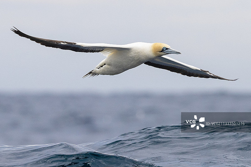 南非西开普省飞行中的成年海角塘鹅图片素材