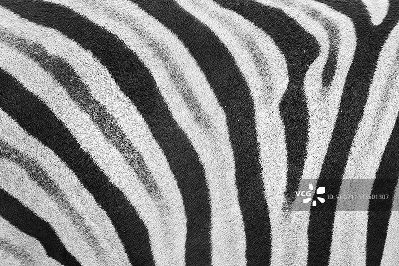 平原斑马，普马兰加，南非图片素材