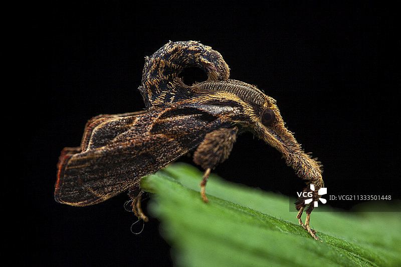 Sacada sp. 喙蛾，PN Kinabalu，马来西亚图片素材
