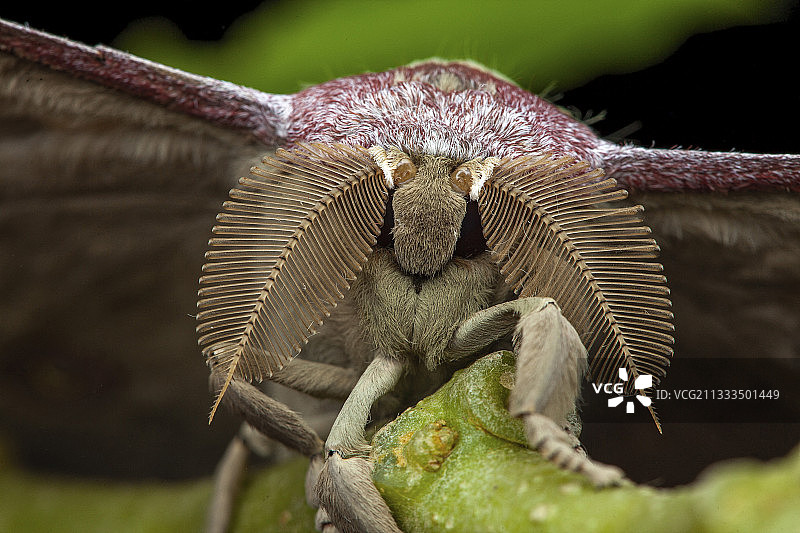 科林提亚天蚕蛾图片素材
