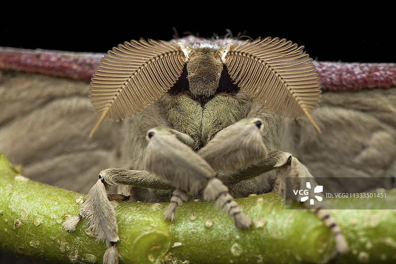 科林提亚天蚕蛾图片素材