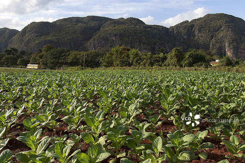古巴比尼亚莱斯国家公园的烟草地图片素材