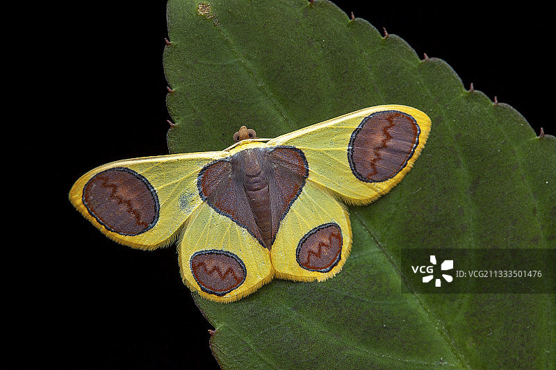 尺蛾（Plutodes flavescens），树叶上的成虫，京那巴鲁国家公园，婆罗洲，马来西亚图片素材