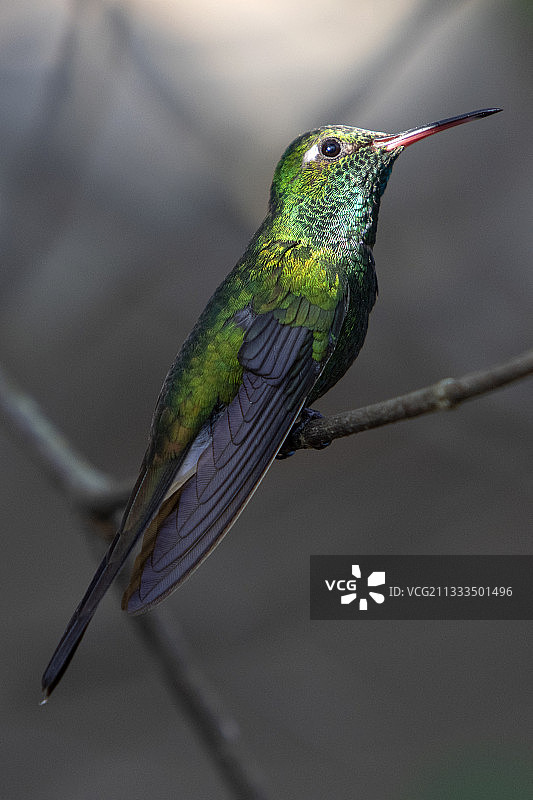 古巴翠蜂鸟图片素材