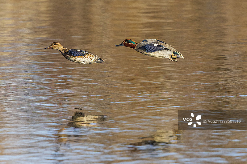 西班牙阿iguamolls湿地的普通绿翅鸭（Anas crecca）飞行图片素材