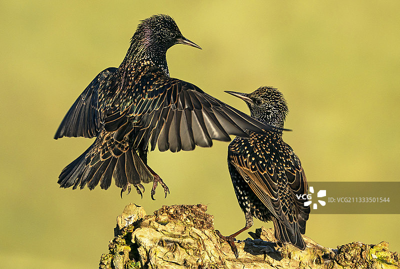栖息在黄色苔藓覆盖的树枝上的紫翅椋鸟图片素材