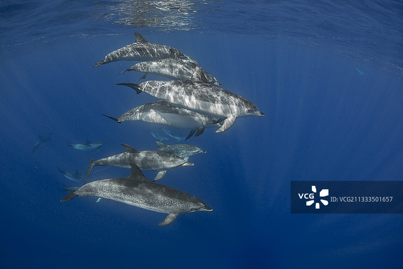 加那利群岛特内里费岛的大西洋斑点海豚群图片素材