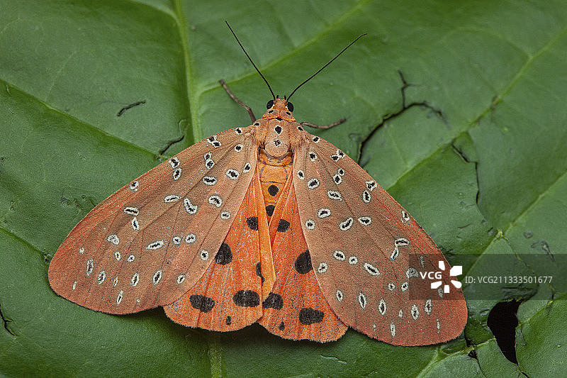 叶片上的猪屎豆荚螟（Mangina argus），斯里兰卡劳达拉多拉图片素材