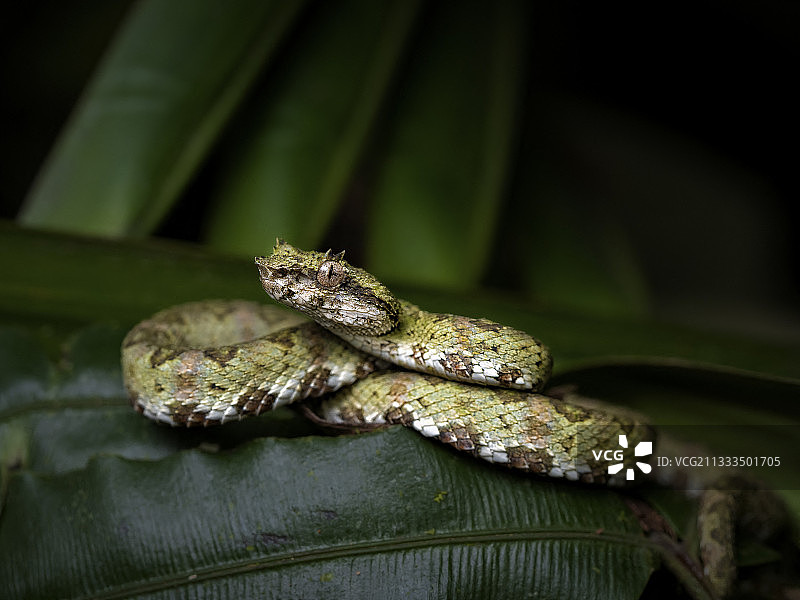 睫毛 pitviper 幼蛇图片素材