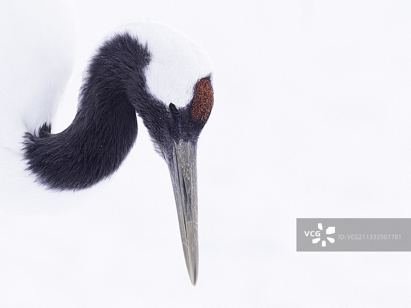 日本北海道的丹顶鹤图片素材