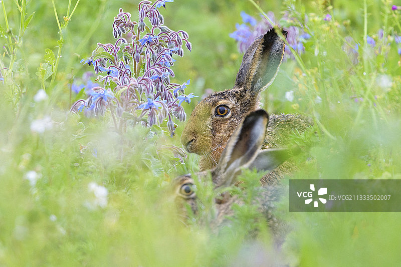 德国黑森州草地上的欧洲野兔图片素材