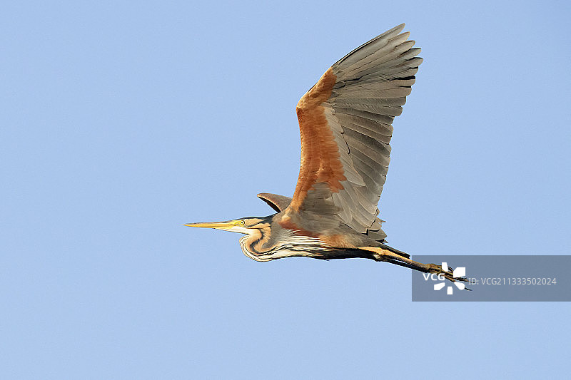 紫鹭飞行侧视图，意大利坎帕尼亚图片素材