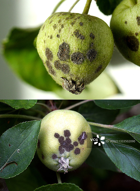 苹果树幼果上的痂斑，由Venturia inaequalis真菌引起图片素材