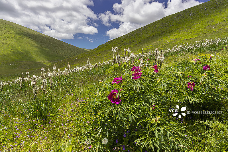 芍药，生长在意大利阿布鲁佐山坡上图片素材