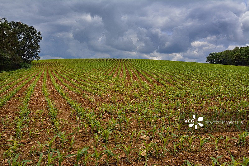 法国比利牛斯-大西洋省风暴天空下的玉米田图片素材