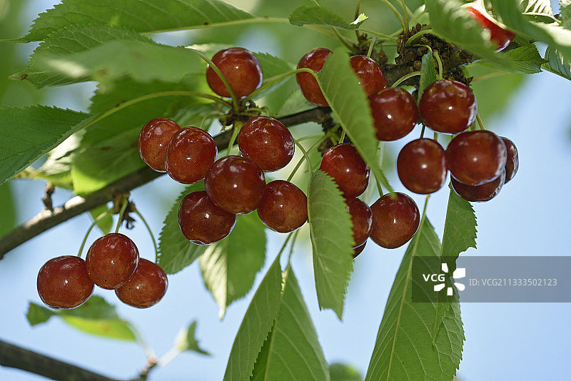 法国樱桃树（Leuillot品种）图片素材