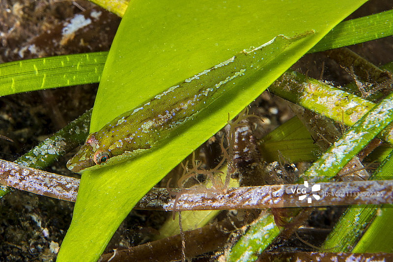 卡宴吸盘鱼，加那利群岛特内里费岛鱼类图片素材