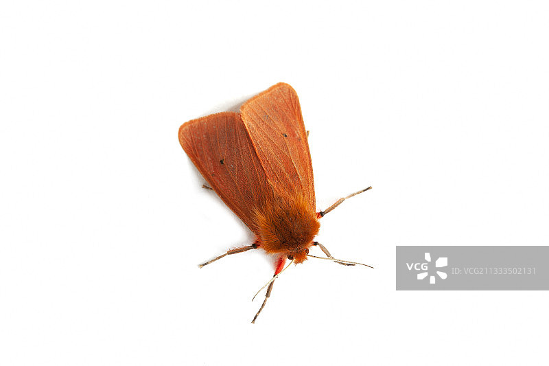 红虎蛾，沃克吕兹省，普罗旺斯，法国图片素材