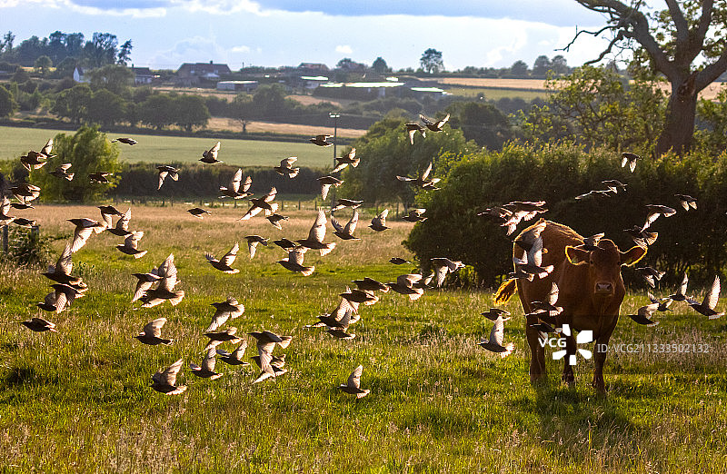 日落时分飞行的椋鸟，英国图片素材