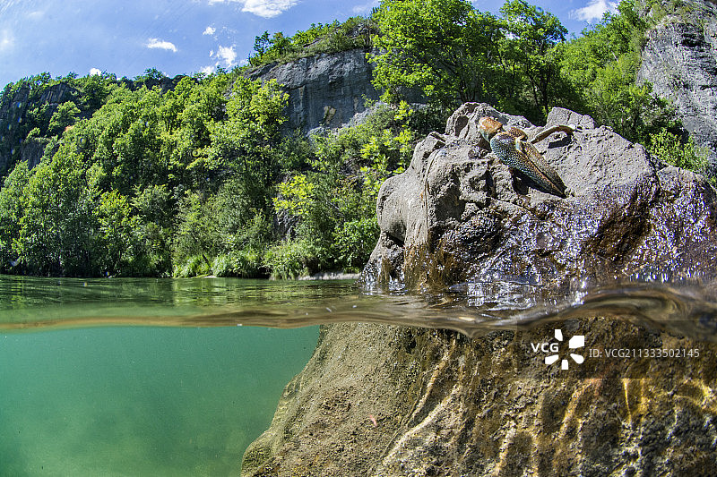 多尔比峡谷中水獭存在的线索：加州螯虾的残骸，法国奥克西塔尼阿韦龙图片素材