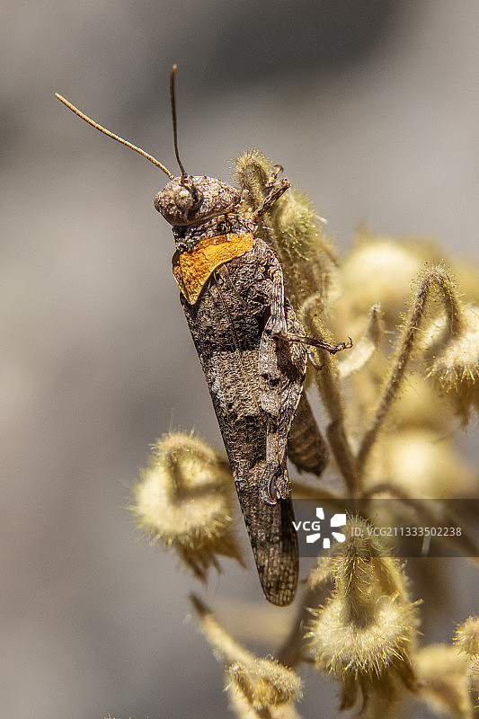 直翅目昆虫，待定为 Oedipoda 属，可能是 Acridities 科，迁徙蟋蟀，在夏季干燥的小灌木上， Plaine des Maures，靠近法国 Mayons图片素材
