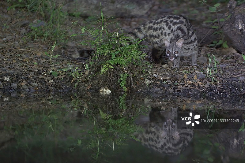 夜晚水边的普通或欧洲麝猫图片素材
