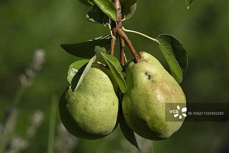 法国贝尔福地区邦克雷蒂安·威廉姆斯梨树和果园图片素材