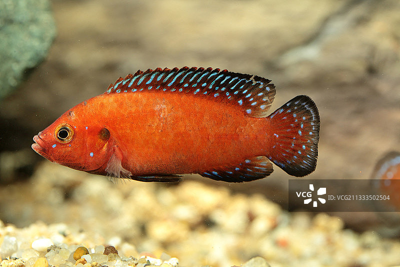 水族箱中的图尔卡纳宝石丽鱼（Hemichromis exsul）雄性图片素材