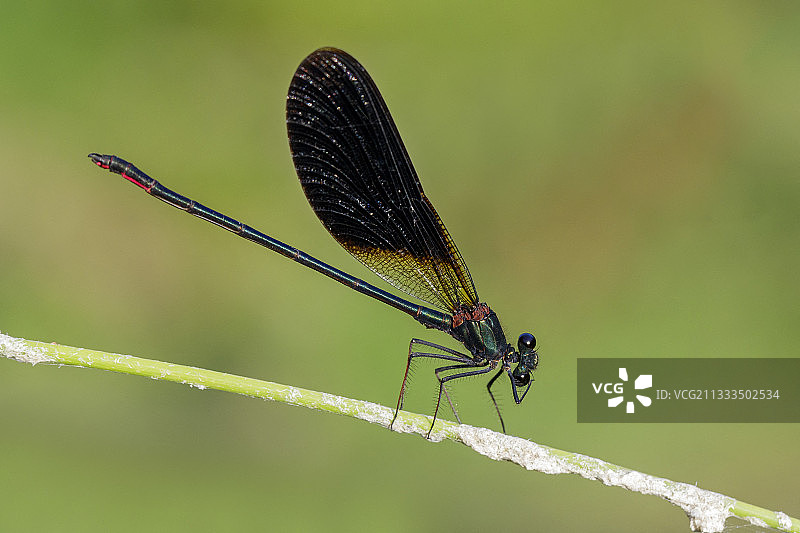 意大利坎帕尼亚：栖息在植物上的成年雄性铜色豆娘侧视图图片素材