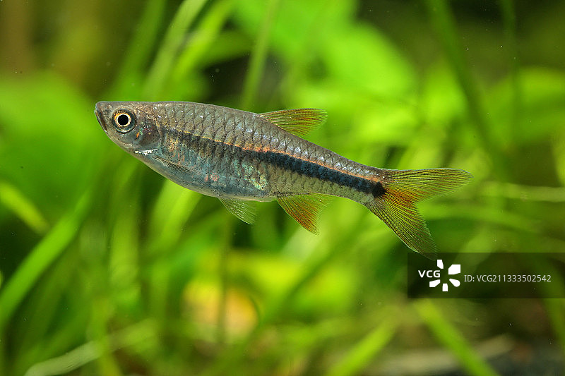 水族箱中的红樱桃小 rasbora 鱼图片素材