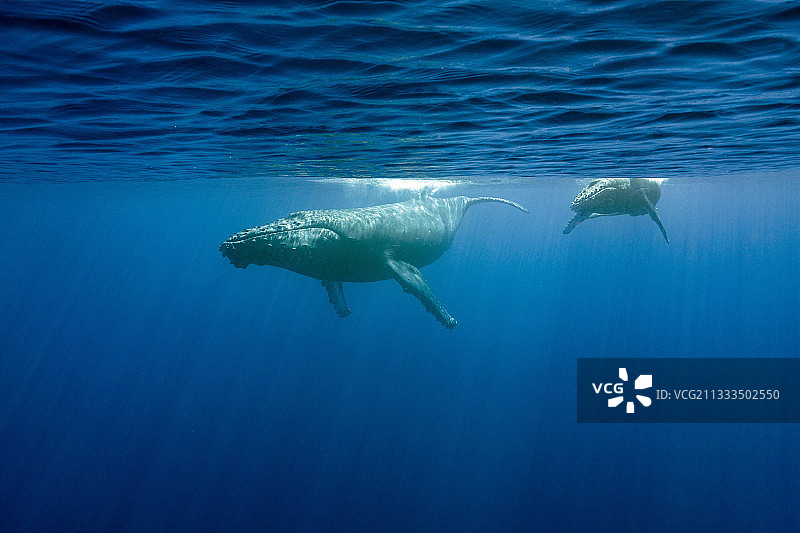 留尼汪岛座头鲸母子图片素材