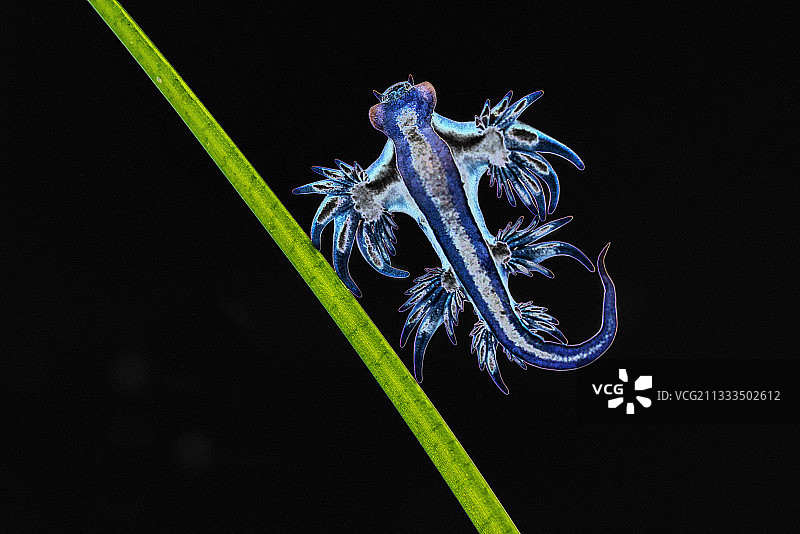 蓝龙(大西洋海神海蛞蝓)。一种小型海蛞蝓，仅约2厘米，通常与葡萄牙战舰水母有关。加那利群岛特内里费岛的海洋无脊椎动物。图片素材