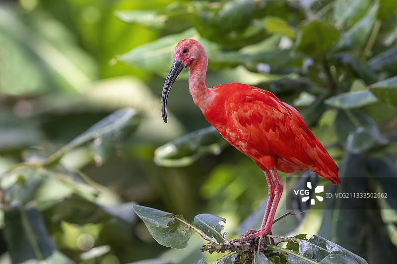 树枝上的红鹮，南美洲东北部图片素材