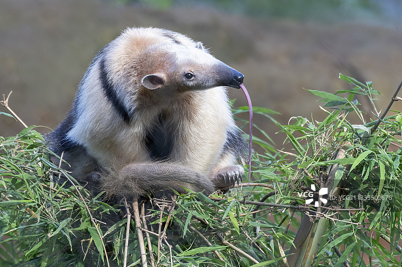 墨西哥小食蚁兽，哥斯达黎加图片素材