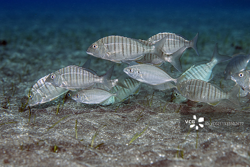 加那利群岛条纹海鲷图片素材