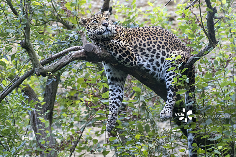 爪哇豹图片素材