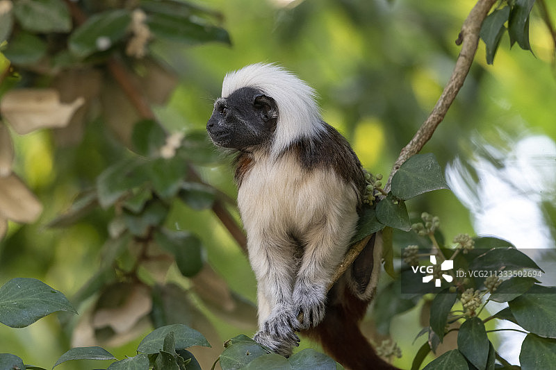 棉头绢毛猴图片素材